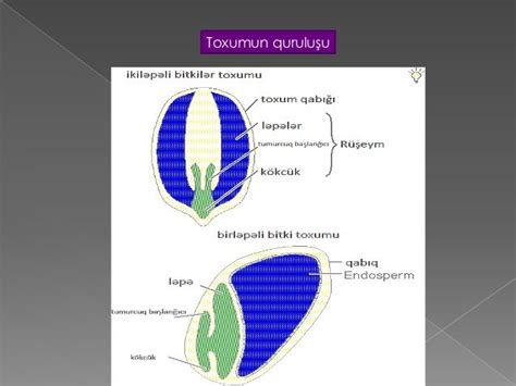 toxum .